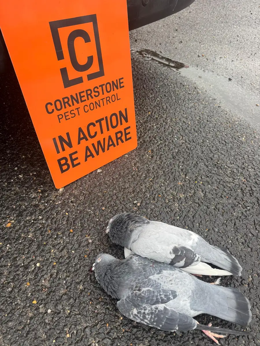 Pigeon control results in Surrey