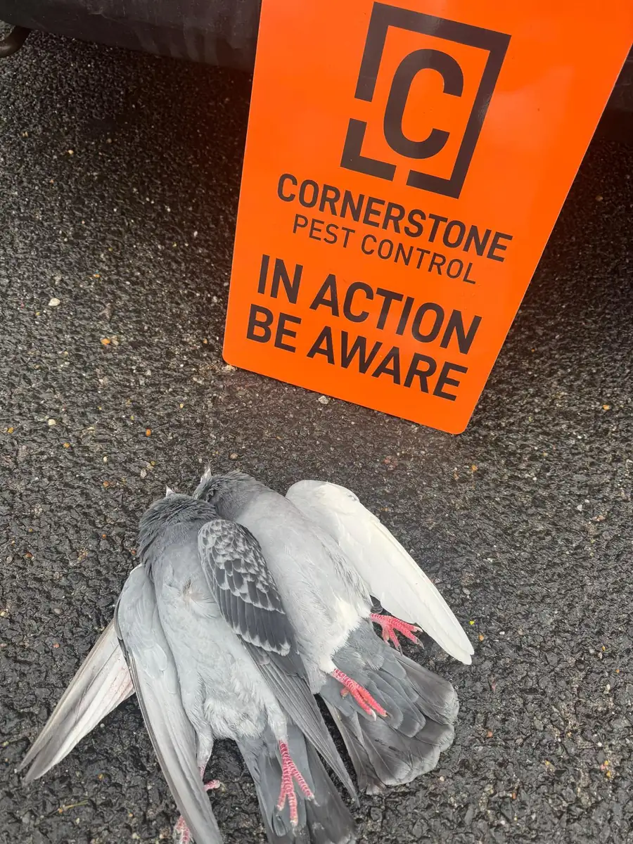 Pigeon removal job completed by Cornerstone Pest Control